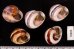 バリメダママイマイ Asperitas sparsa baliensisfig.2