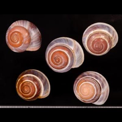 バリメダママイマイ Asperitas sparsa baliensisfig.1