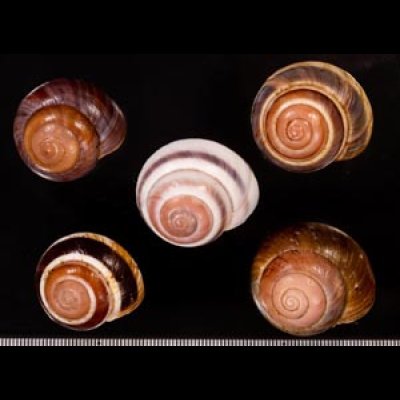 バリメダママイマイ Asperitas sparsa baliensisfig.1