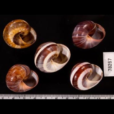 バリメダママイマイ Asperitas sparsa baliensisfig.2