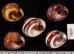 バリメダママイマイ Asperitas sparsa baliensisfig.2