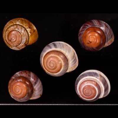 バリメダママイマイ Asperitas sparsa baliensisfig.1
