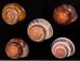 バリメダママイマイ Asperitas sparsa baliensisfig.1