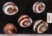 バリメダママイマイ Asperitas sparsa baliensisfig.2