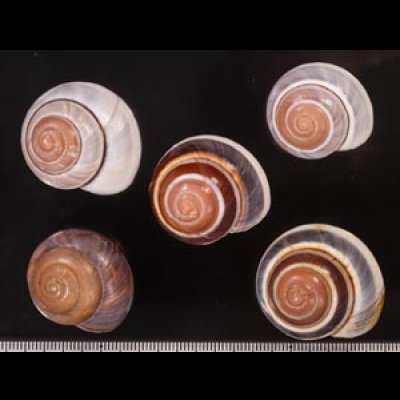バリメダママイマイ Asperitas sparsa baliensisfig.1