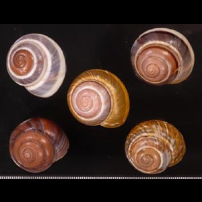 バリメダママイマイ Asperitas sparsa baliensisfig.1