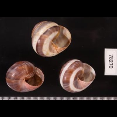 バリメダママイマイ Asperitas sparsa baliensisfig.2