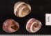 バリメダママイマイ Asperitas sparsa baliensisfig.2