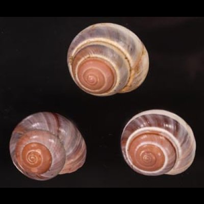 バリメダママイマイ Asperitas sparsa baliensisfig.1
