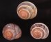 バリメダママイマイ Asperitas sparsa baliensisfig.1