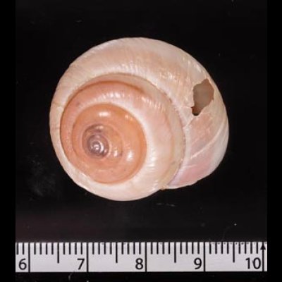 バリメダママイマイ Asperitas sparsa baliensisfig.2