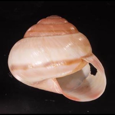 バリメダママイマイ Asperitas sparsa baliensisfig.1