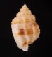 ハガタムシロ Tritia  denticulatafig.3