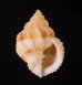 ハガタムシロ Tritia  denticulatafig.1