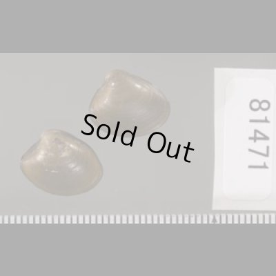 画像2: クルミガイ 胡桃貝