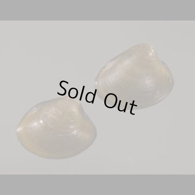 画像1: クルミガイ 胡桃貝