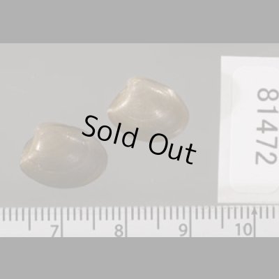 画像2: クルミガイ 胡桃貝