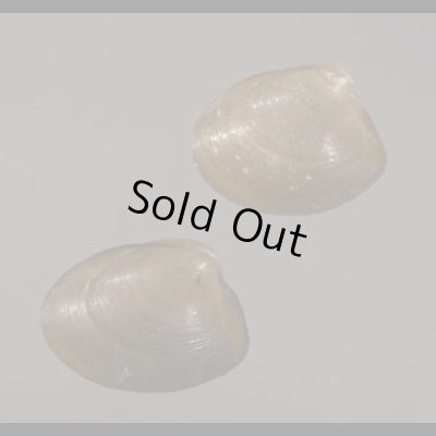 画像1: クルミガイ 胡桃貝