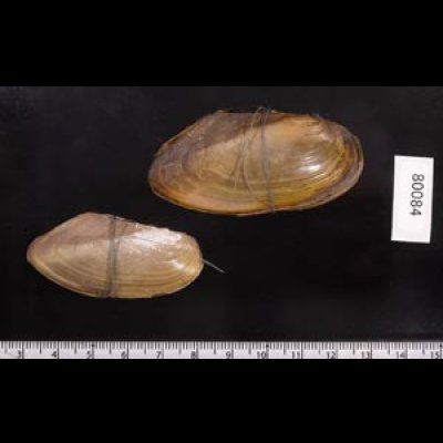 タイのドブガイの仲間 Pilsbryoconcha exilisfig.2