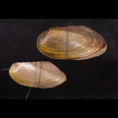 タイのドブガイの仲間 Pilsbryoconcha exilisfig.1