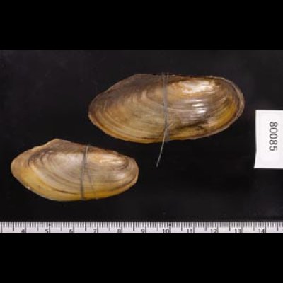 タイのドブガイの仲間 Pilsbryoconcha exilisfig.2