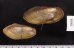 タイのドブガイの仲間 Pilsbryoconcha exilisfig.2