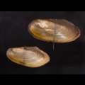 タイのドブガイの仲間