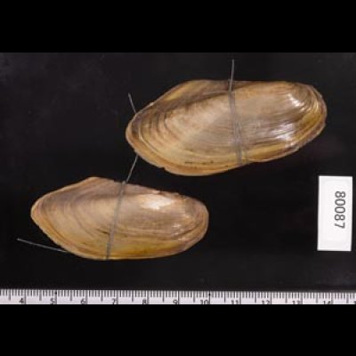 タイのドブガイの仲間 Pilsbryoconcha exilisfig.2