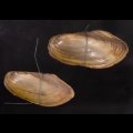 タイのドブガイの仲間