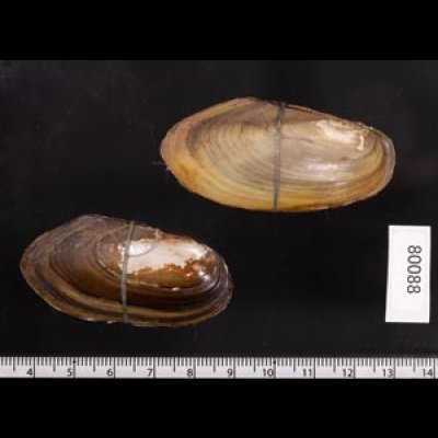 タイのドブガイの仲間 Pilsbryoconcha exilisfig.2