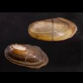 タイのドブガイの仲間