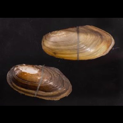 タイのドブガイの仲間 Pilsbryoconcha exilisfig.1