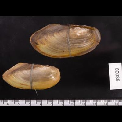 タイのドブガイの仲間 Pilsbryoconcha exilisfig.2