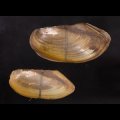 タイのドブガイの仲間