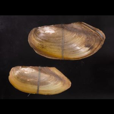 タイのドブガイの仲間 Pilsbryoconcha exilisfig.1