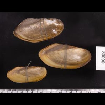 タイのドブガイの仲間 Pilsbryoconcha exilisfig.2
