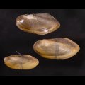 タイのドブガイの仲間
