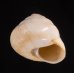 フクレサバクマイマイ (仮称) Sphincterochila candidissimafig.2