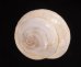フクレサバクマイマイ (仮称) Sphincterochila candidissimafig.1