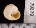 フクレサバクマイマイ (仮称) Sphincterochila candidissimafig.3