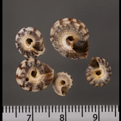 画像2: ヒクナワメグルマ