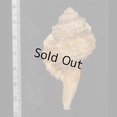 画像2: コイキオナガガイ