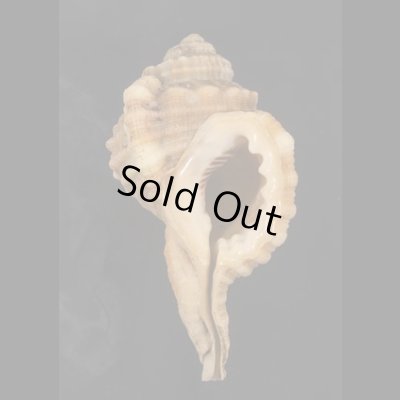 画像1: コイキオナガガイ