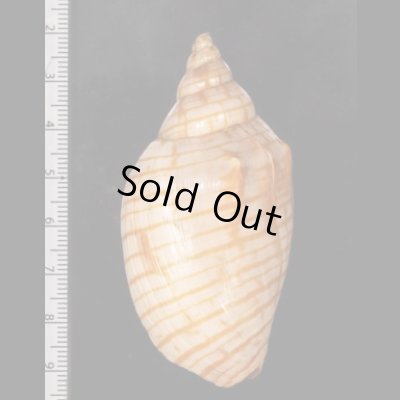 画像2: キンスジボラ