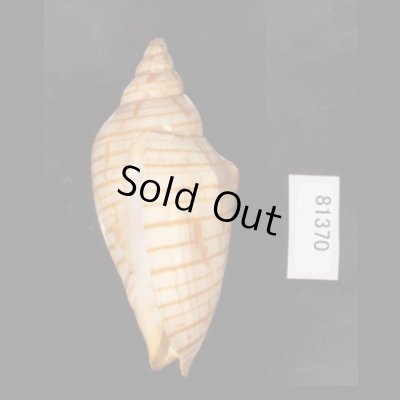 画像3: キンスジボラ