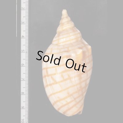 画像2: キンスジボラ