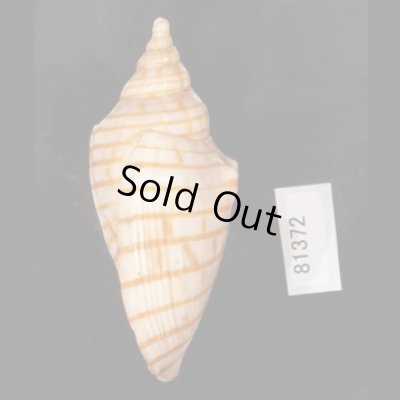 画像3: キンスジボラ