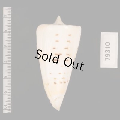クビカザリイモ Conus monilefig.2