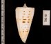 クビカザリイモ Conus monilefig.2