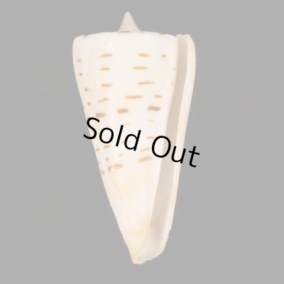 クビカザリイモ Conus monilefig.1